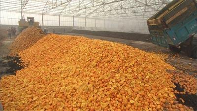 柑橘果皮資源化、無害化處理方法